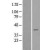 Western Blot: AKR1D1 Lysate [NBL1-07438] - Western Blot experiments. 
Left-Control; Right -Over-expression Lysate for AKR1D1